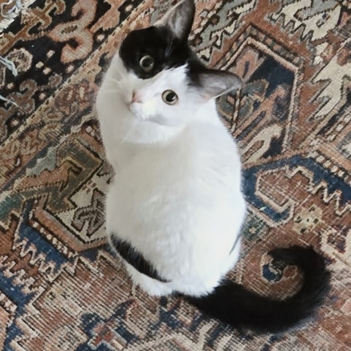 5-Star Shelter-Volunteer Cat Sitter photo 2