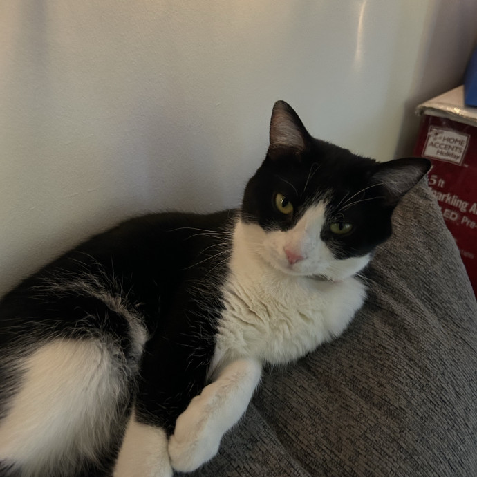 Cozy Cat Care With Nicolette