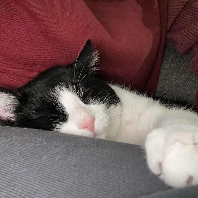 Cozy Cat Care With Nicolette