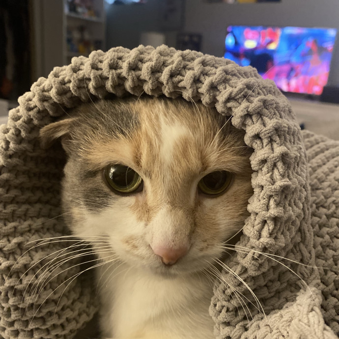Cozy Cat Care With Nicolette
