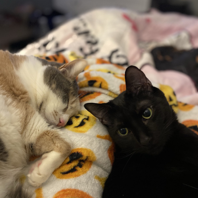 Cozy Cat Care With Nicolette photo 3