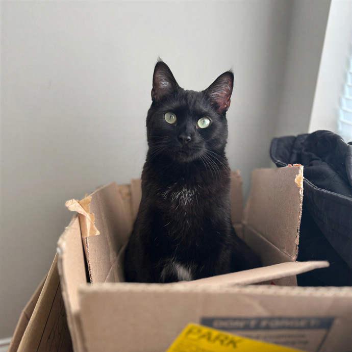 Natalie's Chicago Cat Sitting Nook