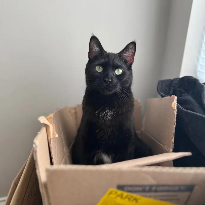 Natalie's Chicago Cat Sitting Nook