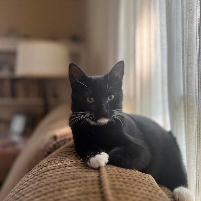 Natalie's Chicago Cat Sitting Nook