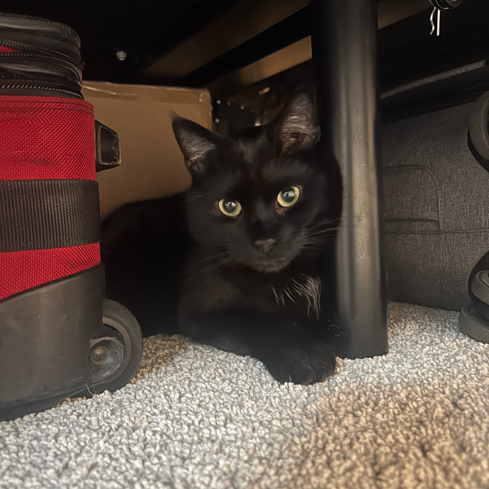 Natalie's Chicago Cat Sitting Nook