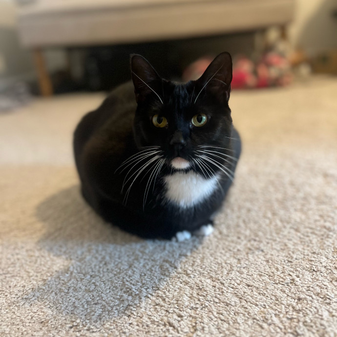Natalie's Chicago Cat Sitting Nook photo 3