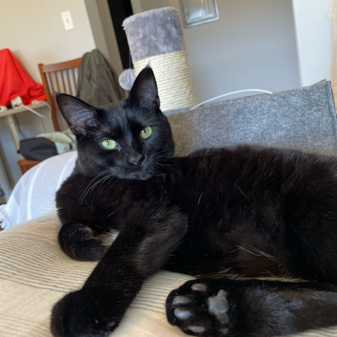 Natalie's Chicago Cat Sitting Nook photo 2