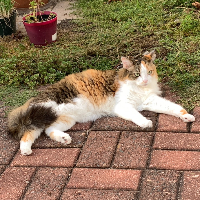 Karen's Whisker Sitting