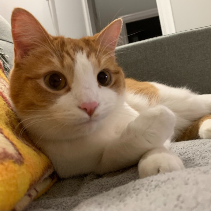 Karen's Whisker Sitting photo 2