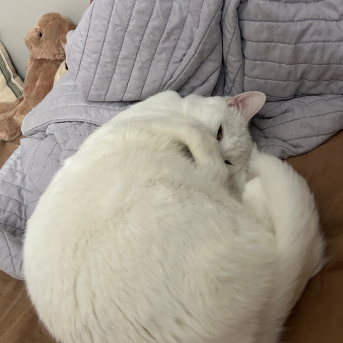 Skye Kaleta - Friend To All Felines