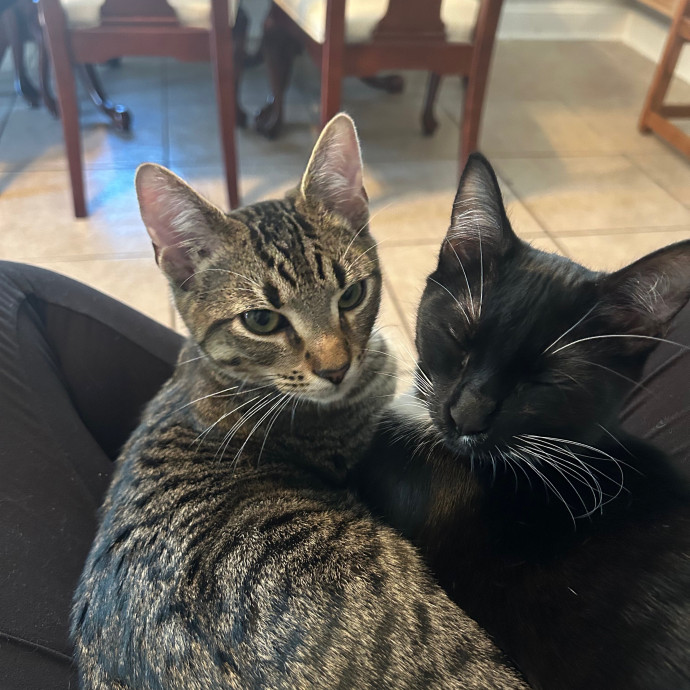 Skye Kaleta - Friend To All Felines