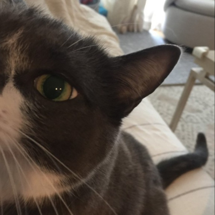 Kitty Care In Nyc With Sarah Anne photo 2