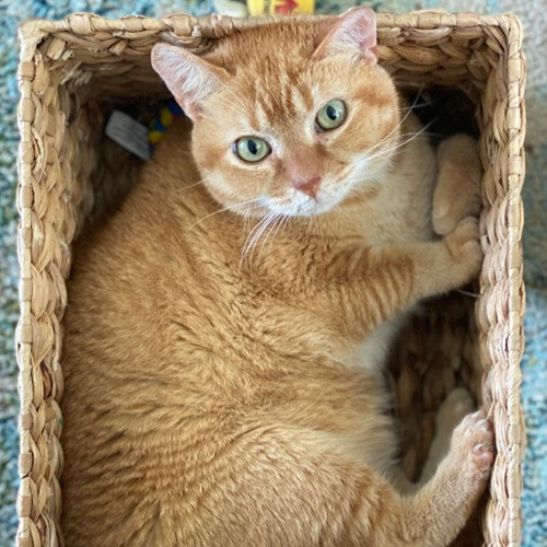 Kate's Cat Care photo 3