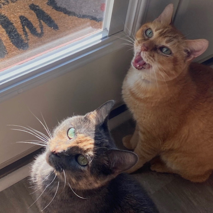 Kate's Cat Care photo 2