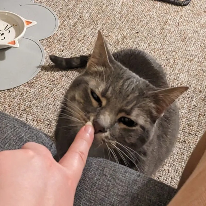 Experienced Sitter And Cats' Best Friend