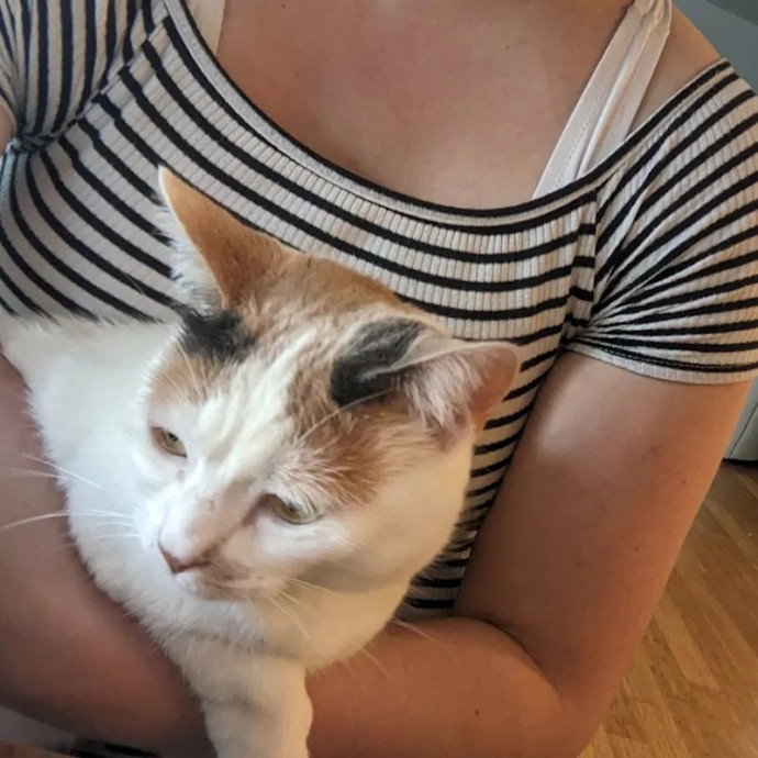 Experienced Sitter And Cats' Best Friend
