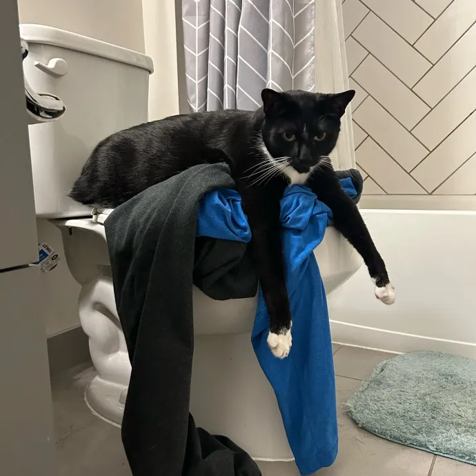 Pastry Chef With A Love Of Kitty Cats