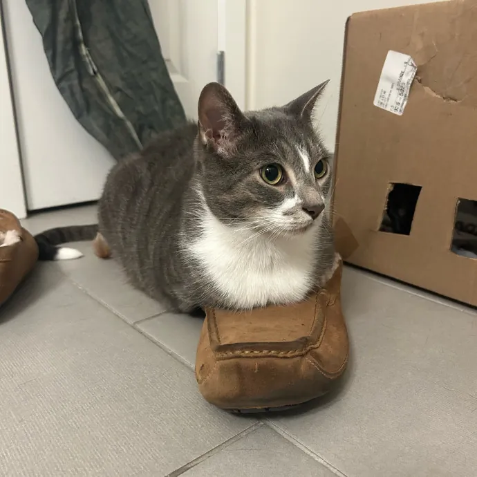 Pastry Chef With A Love Of Kitty Cats