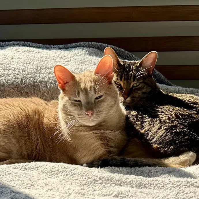 Your Furrendly Neighborhood Sitter