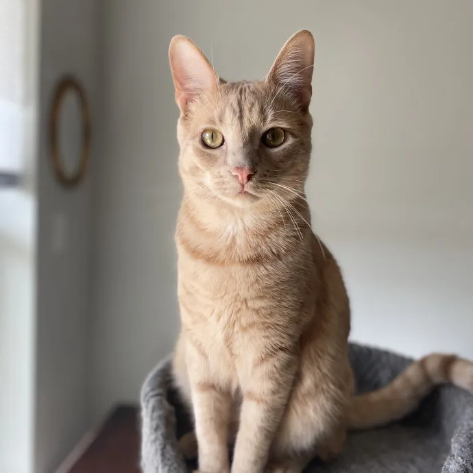 Your Furrendly Neighborhood Sitter