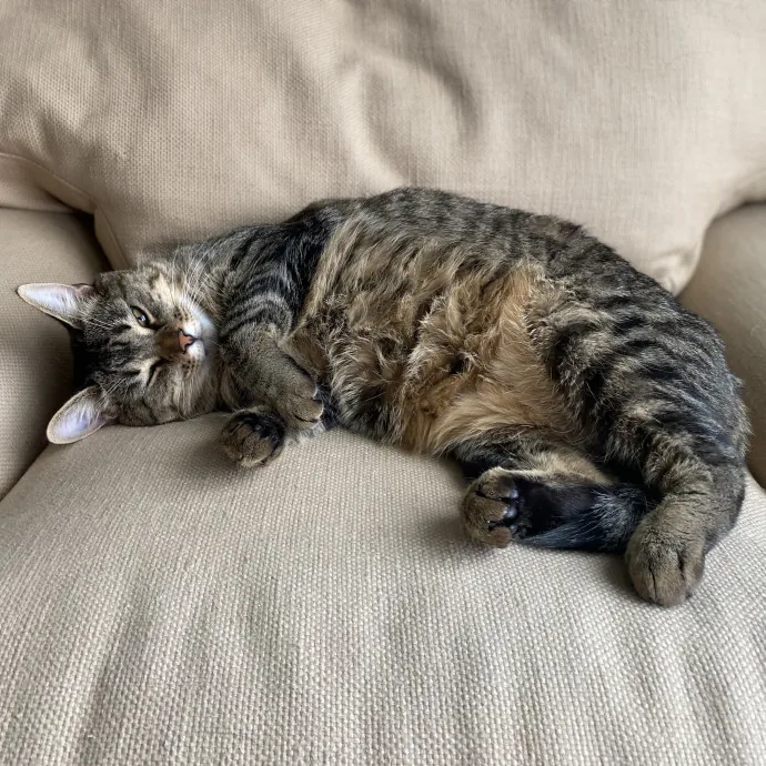 Your Furrendly Neighborhood Sitter