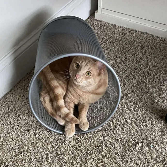 Your Furrendly Neighborhood Sitter