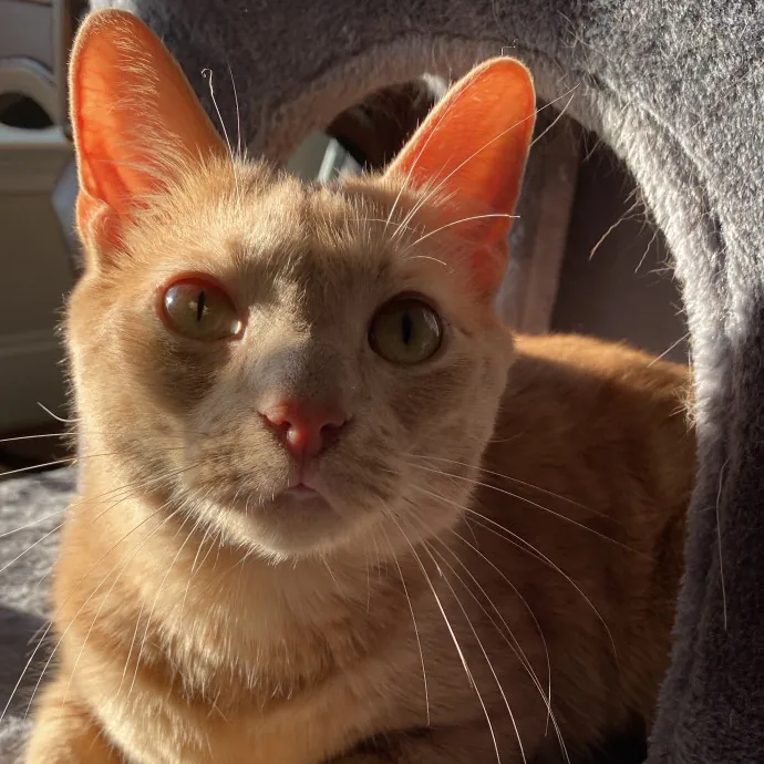 Your Furrendly Neighborhood Sitter