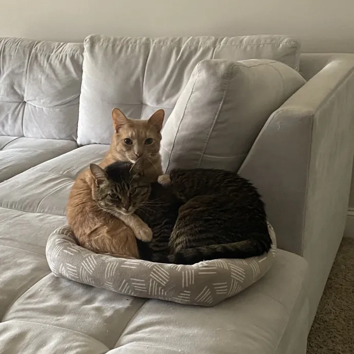 Your Furrendly Neighborhood Sitter