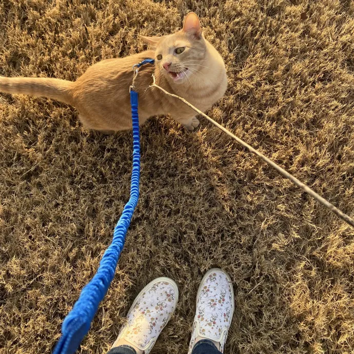 Your Furrendly Neighborhood Sitter