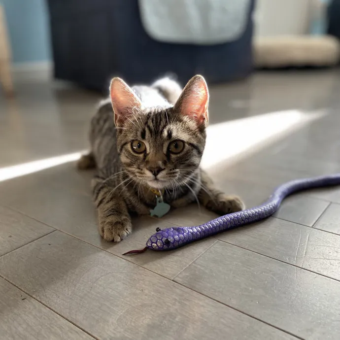 Your Furrendly Neighborhood Sitter