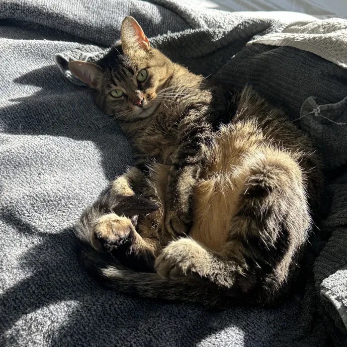 Your Furrendly Neighborhood Sitter