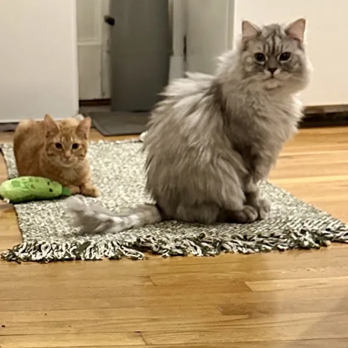 Your Furrendly Neighborhood Sitter