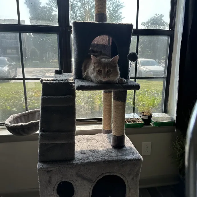 Your Furrendly Neighborhood Sitter