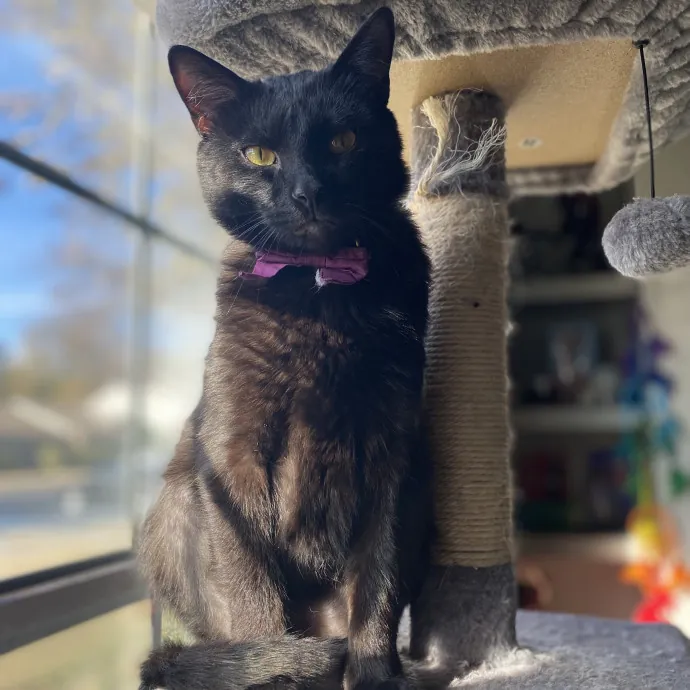 Your Furrendly Neighborhood Sitter