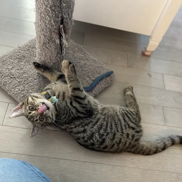 Your Furrendly Neighborhood Sitter