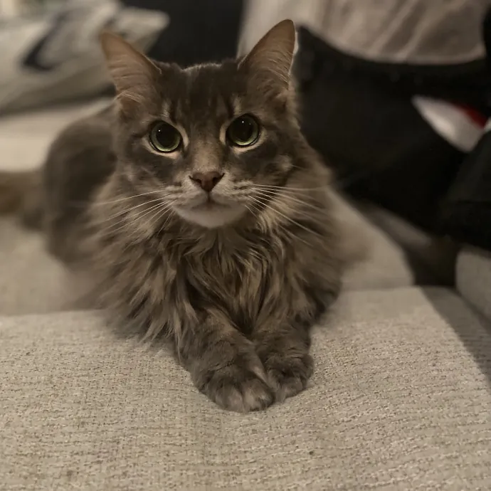 Your Furrendly Neighborhood Sitter