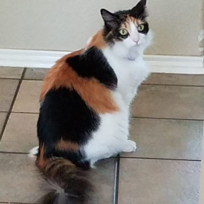 Purrfectly Perfect Caring Sitter