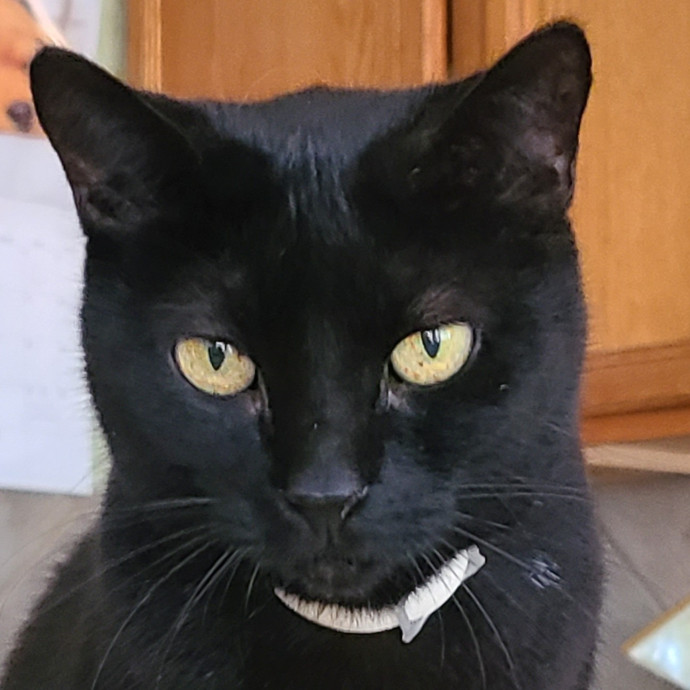 Purrfectly Perfect Caring Sitter photo 2