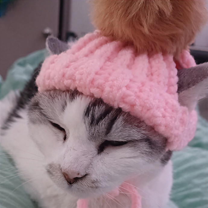 Cat Care By Calin
