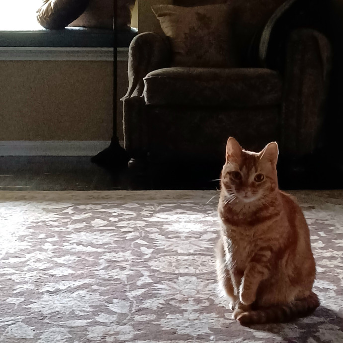 Cat Care By Calin