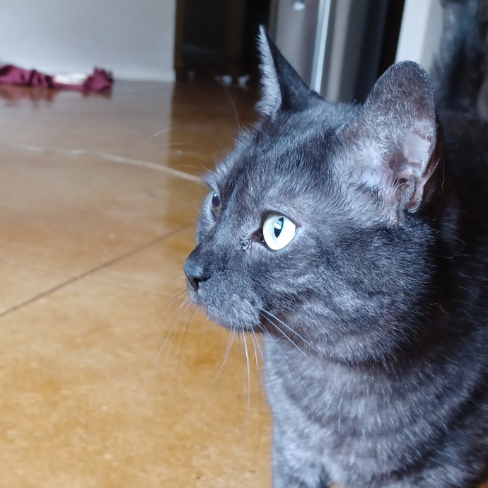 Cat Care By Calin photo 3