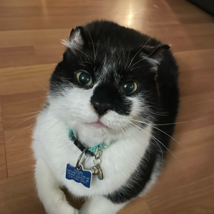 Seattle Paws And Relax With Marina
