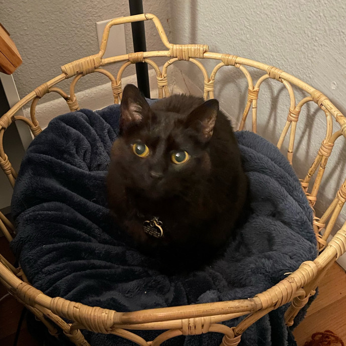 Seattle Paws And Relax With Marina