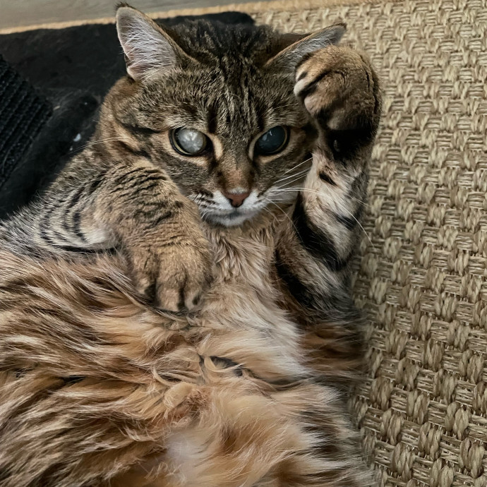 Seattle Paws And Relax With Marina