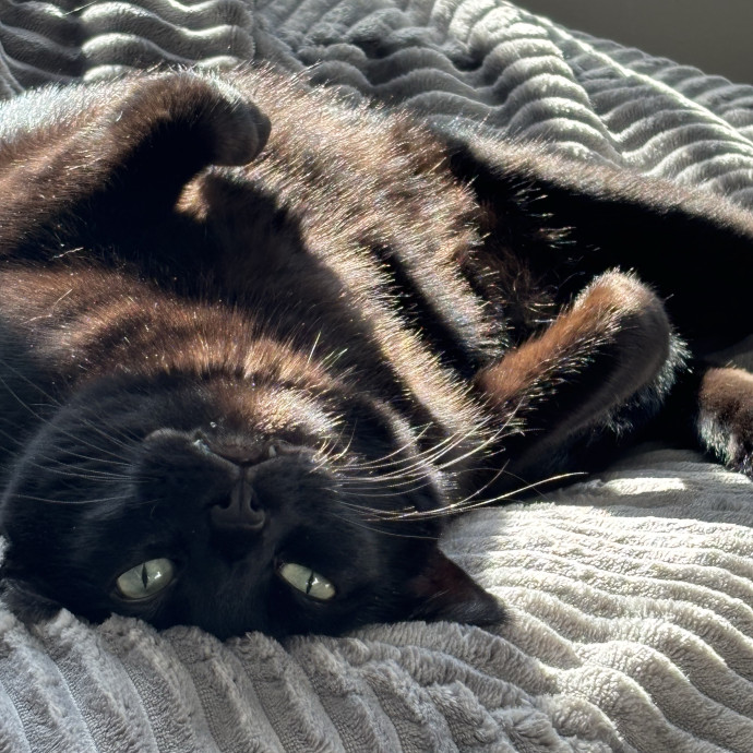 Reliable Loving Care For Your Cats