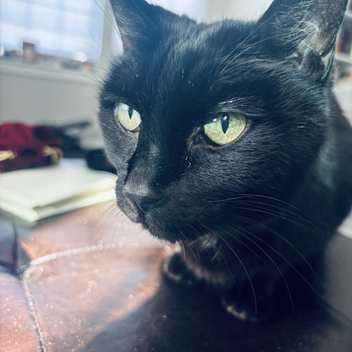 Reliable Loving Care For Your Cats