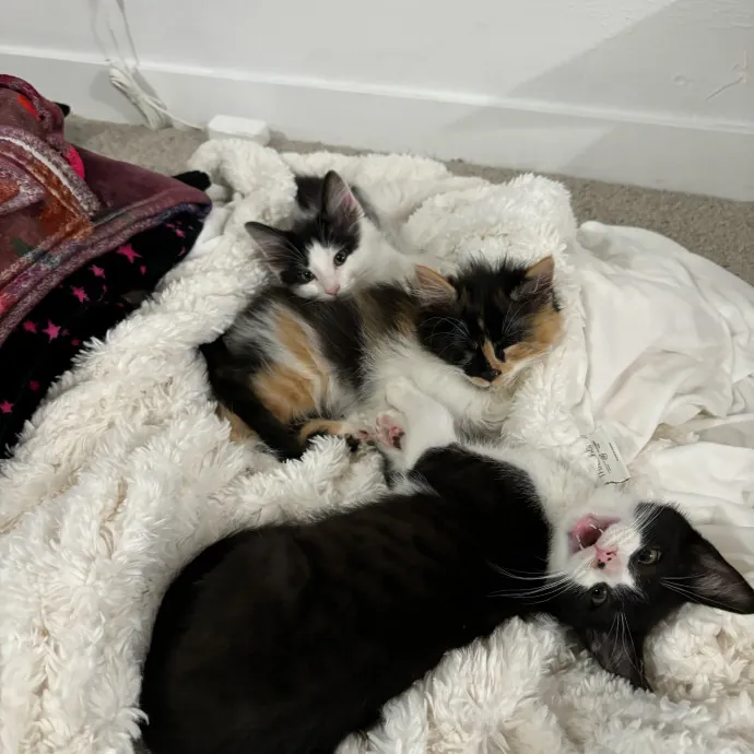 There's Always Room For Another Cat