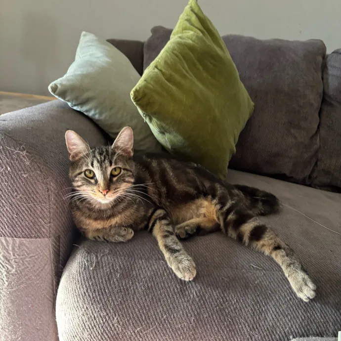 There's Always Room For Another Cat