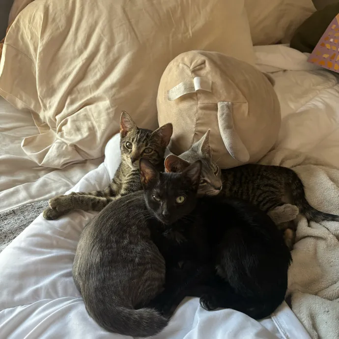 There's Always Room For Another Cat