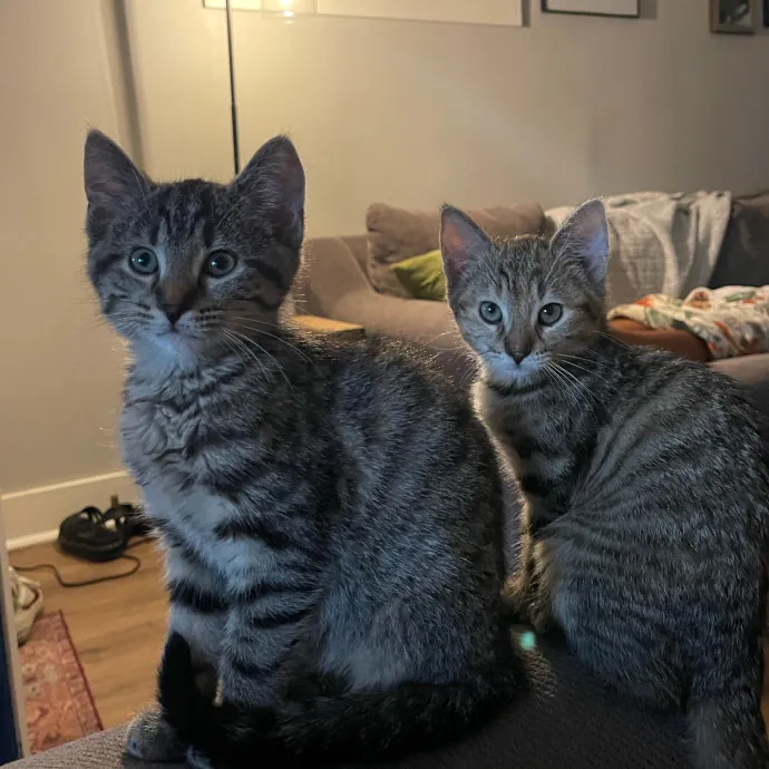 There's Always Room For Another Cat